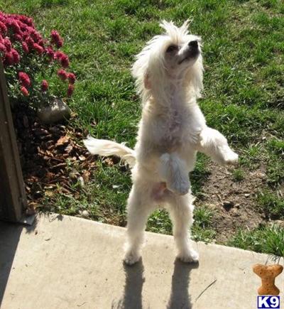 AKC POWDERPUFF 15 CH PEDIGREE